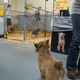Illustration for article titled The Westminster Dog Show: Bitches, Man, Bitches